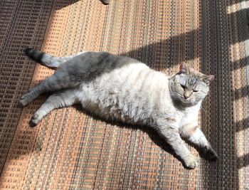 Sunning cat with shadows