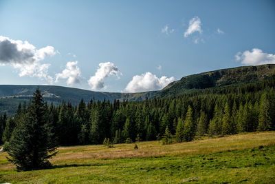 Scenic view of pine trees against sky