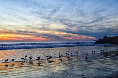 Birds swimming in sea against sky at sunset