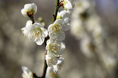 Close-up of white japanese apricot blossom tree
