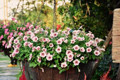 Close-up of pink flowering plants in basket