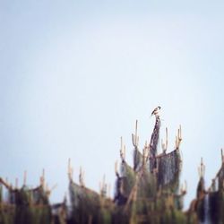 Low angle view of tree against clear sky