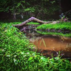 Plant growing in water