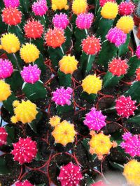 Full frame shot of multi colored flowering plants