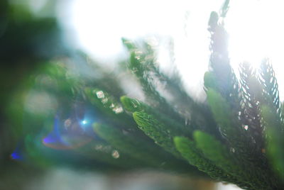 Close-up of raindrops on pine tree