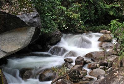 Stream flowing through rocks in forest