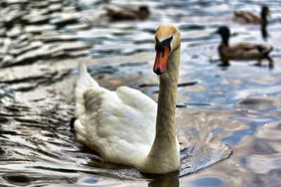 Close-up of swan swimming in lake