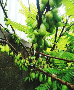 Close-up of fruits growing on tree