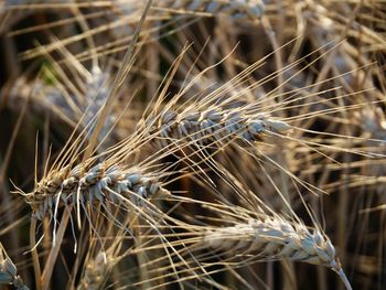 Close-up of stalks in field