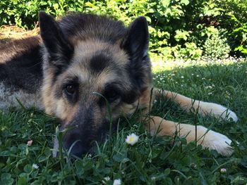 Dog standing on grassy field