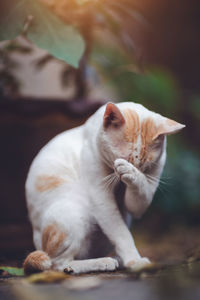 Close-up of a cat looking away