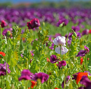 Close-up of purple flowering plants on field