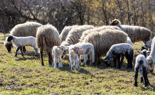 Sheep grazing in a field