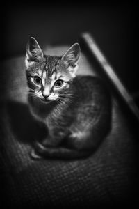 Portrait of kitten