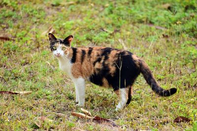 Portrait of a cat on field