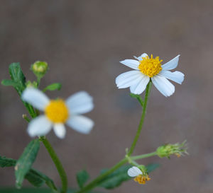 Close-up of white daisy flowers