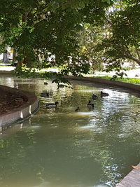 View of ducks swimming in lake