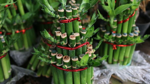 Close-up of red chili peppers on potted plant