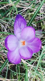 Close-up of purple flowers blooming in field