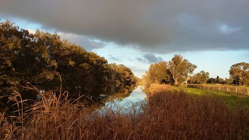 Trees on field against sky