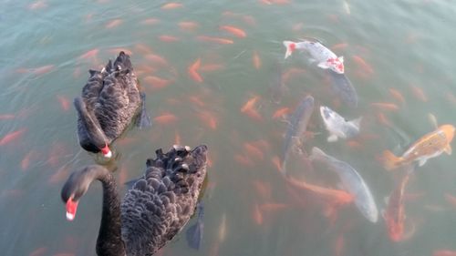 Birds swimming in water