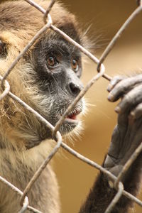 Portrait of monkey in cage at zoo