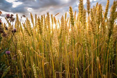 Close-up of wheat field against sky