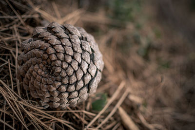 Close-up of pine cone on field