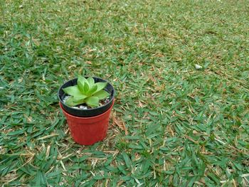 High angle view of potted plant on field