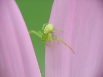 Close-up of insect on leaf