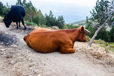 Side view of a horse