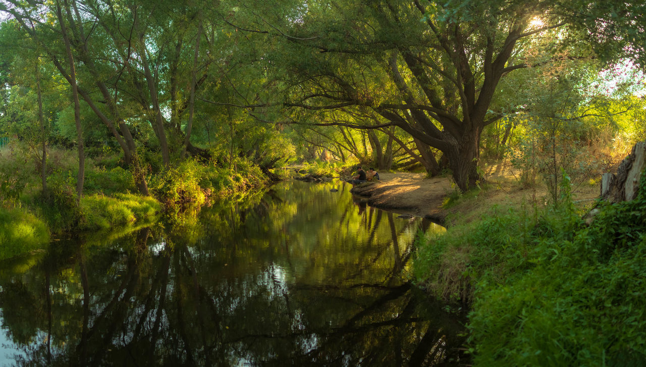 REFLECTION OF TREES IN LAKE