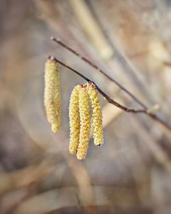 Close-up of yellow flower