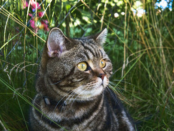 Close-up of cat looking away against plants