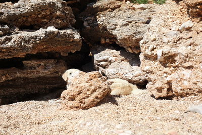 Close-up of rock