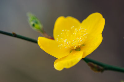 Close-up of yellow flower blooming outdoors