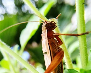 Close-up of insect on leaf