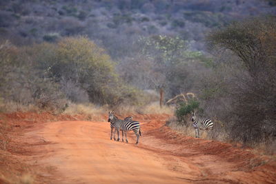 Zebra on dirt road