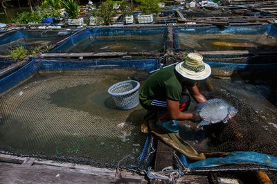 Fisherman with fish in farm