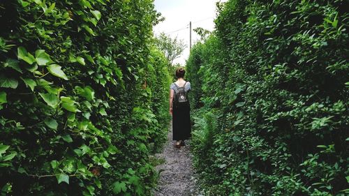 Footpath amidst trees