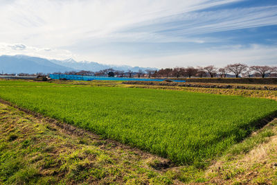 Rice farm, sakura tree, central alps at matsumoto