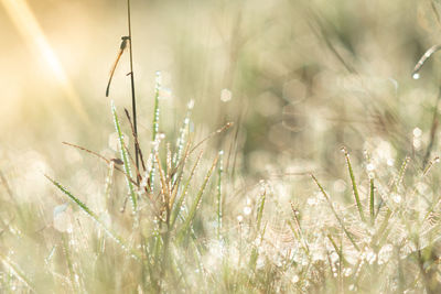 Close-up of grass on field during winter