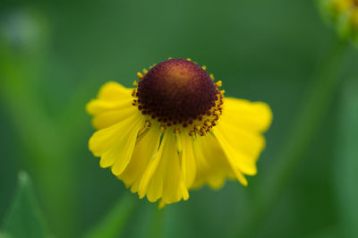 Close-up of sunflower blooming outdoors