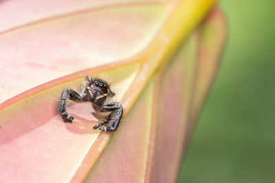 Close-up of spider