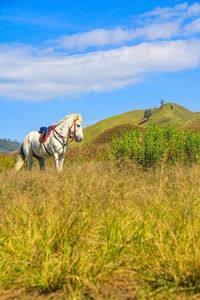 Horse standing on field against sky