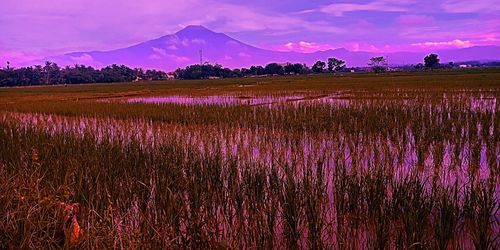 Scenic view of field against sky during sunset