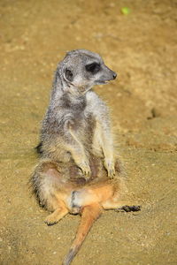 High angle view of lizard on land