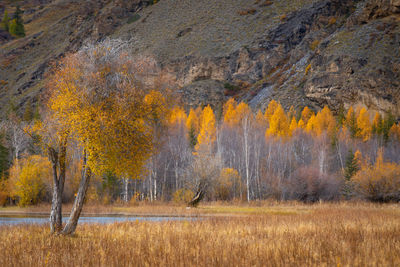 Scenic view of forest during autumn