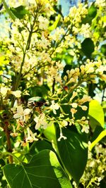 Close-up of insect on plant