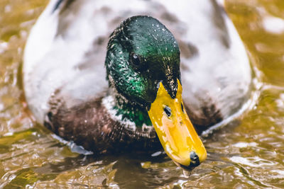 Mallard duck floating on the water